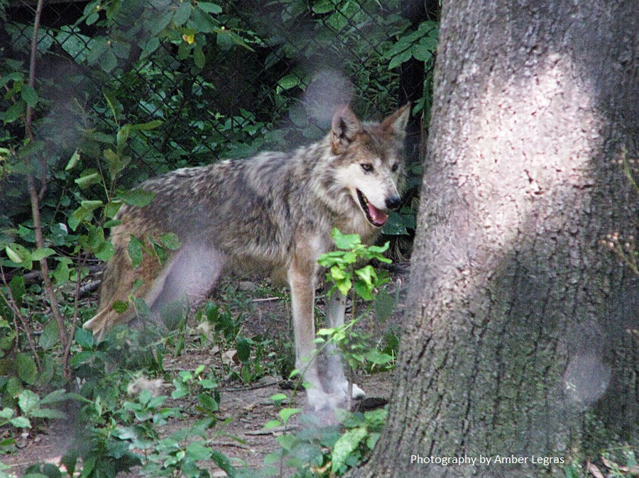 Mexican gray wolf